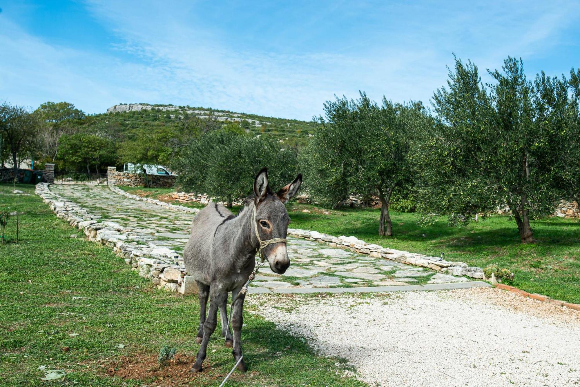 Dalmatian Country House Irena Bruska ภายนอก รูปภาพ