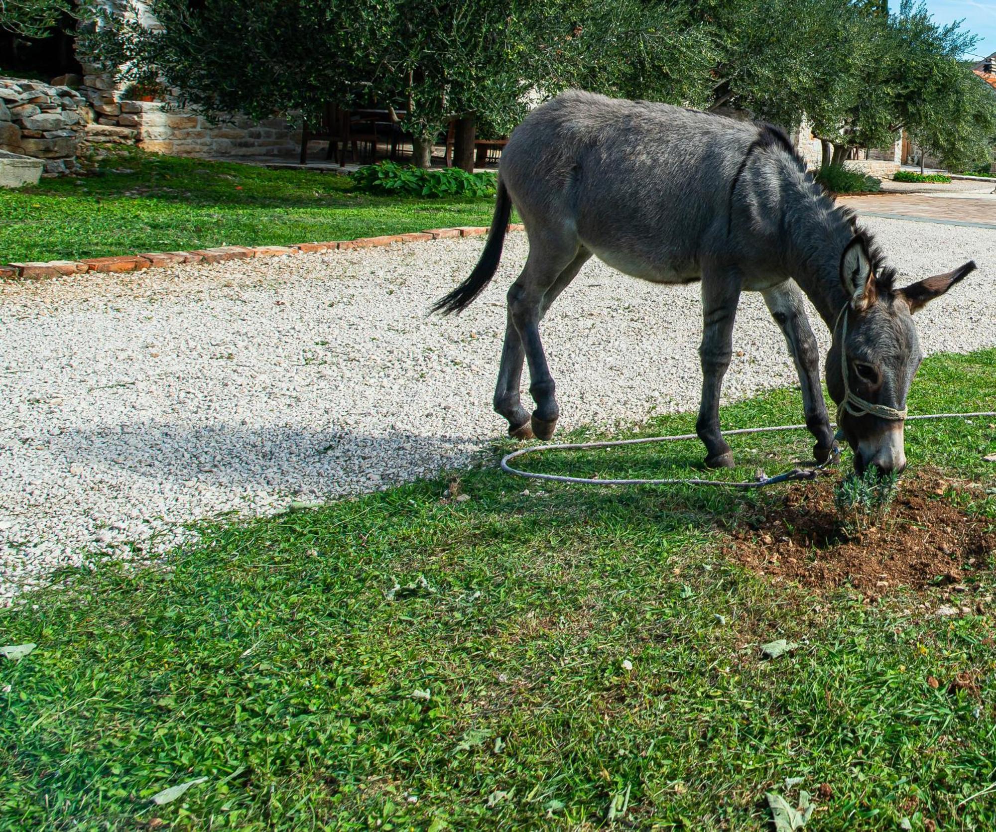 Dalmatian Country House Irena Bruska ภายนอก รูปภาพ